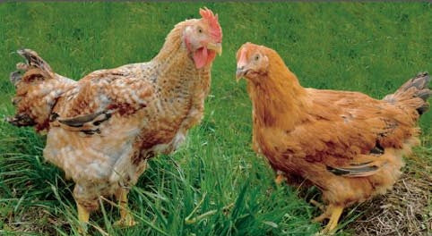 「奥美濃古地鶏」が卒業します。最後に、あの濃厚な旨みを「鶏ちゃん」と「スープ」で。